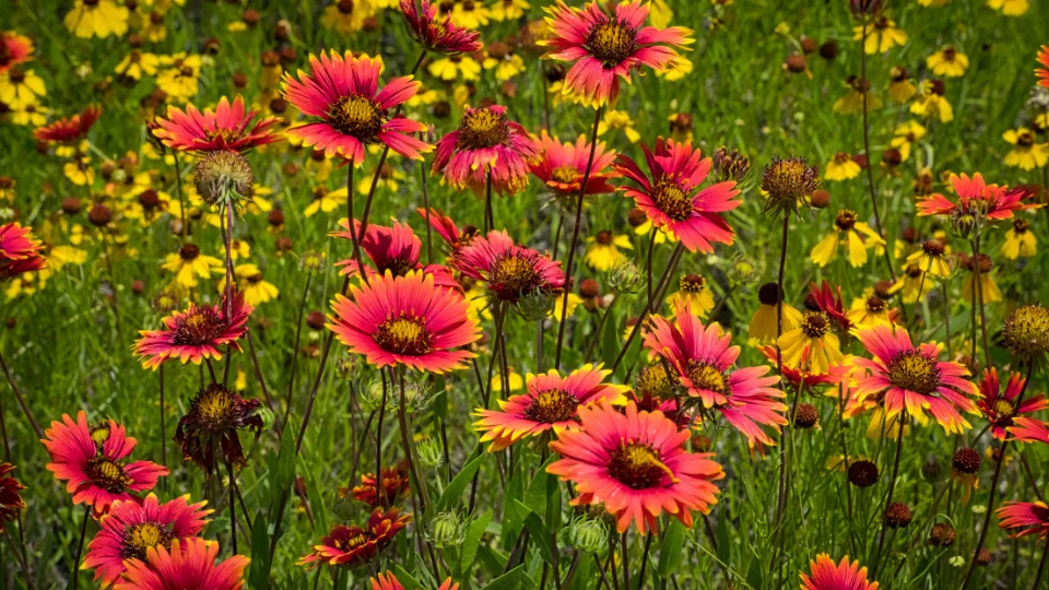 Texas native plants