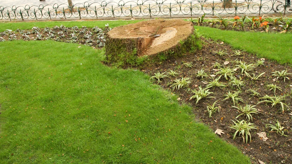Stump Grinder Services